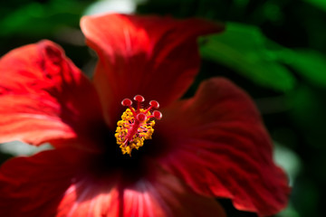 Beautiful red hibiscus flower with yellow pollen in the middle of blossom on green background in tropical botanical garden. Hibiscus plants are used to produce tea and liquid extracts  