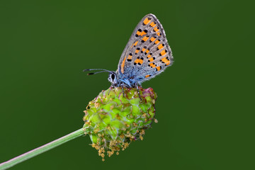 Closeup  beautiful butterflies sitting on flower