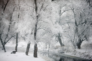 fabulous winter in the forest with snow