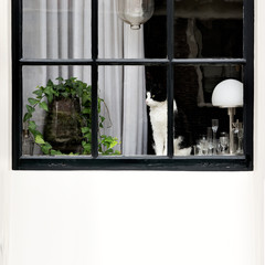 Cat in window