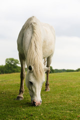 White horse in the field