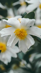 Camellia oleifera, which originated in China, is notable as an important source of edible oil (known as tea oil or camellia oil)