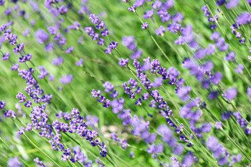 Obraz premium Blossoming lavender field, meadow at sunrise, springs blossoms for bees collecting nectar and pollinating new flowers. Beautiful summer morning or evening purple background. 