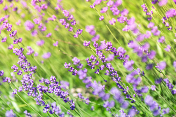 Obraz premium Blossoming lavender field, meadow at sunrise, springs blossoms for bees collecting nectar and pollinating new flowers. Beautiful summer morning or evening purple background. 