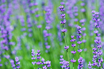 Blossoming lavender field, meadow at sunrise, springs blossoms for bees collecting nectar and pollinating new flowers. Beautiful summer morning or evening purple background.  