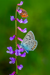 Closeup  beautiful butterflies sitting on flower