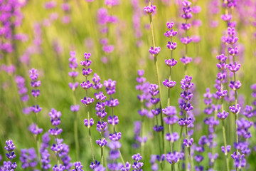 Fototapeta premium Blossoming lavender field, meadow at sunrise, springs blossoms for bees collecting nectar and pollinating new flowers. Beautiful summer morning or evening purple background. 