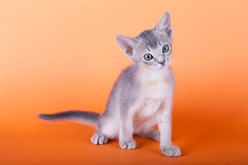An little male  abyssinian blue cat, kitty