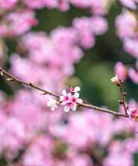 Beautiful cherry blossoms sakura tree bloom in spring in the park, copy space, close up.