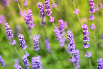 Obraz premium Blossoming lavender field, meadow at sunrise, springs blossoms for bees collecting nectar and pollinating new flowers. Beautiful summer morning or evening purple background. 