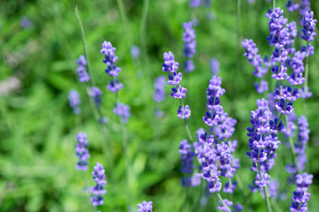 Fototapeta premium Blossoming lavender field, meadow at sunrise, springs blossoms for bees collecting nectar and pollinating new flowers. Beautiful summer morning or evening purple background. 