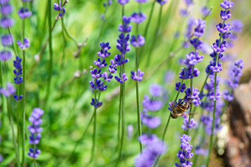 Obraz premium Blossoming lavender field, meadow at sunrise, springs blossoms for bees collecting nectar and pollinating new flowers. Beautiful summer morning or evening purple background. 