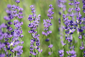 Fototapeta premium Blossoming lavender field, meadow at sunrise, springs blossoms for bees collecting nectar and pollinating new flowers. Beautiful summer morning or evening purple background. 