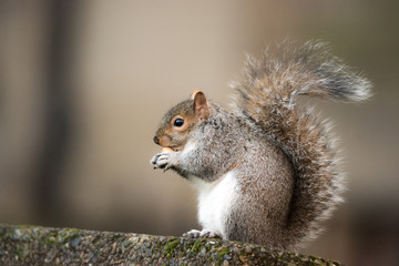 Naklejka na ściany i meble Brown squirrel eating nut closeup fluffy zoom sunny day green grass