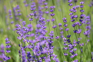 Obraz premium Blossoming lavender field, meadow at sunrise, springs blossoms for bees collecting nectar and pollinating new flowers. Beautiful summer morning or evening purple background. 