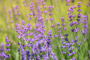 Blossoming lavender field, meadow at sunrise, springs blossoms for bees collecting nectar and pollinating new flowers. Beautiful summer morning or evening purple background.  