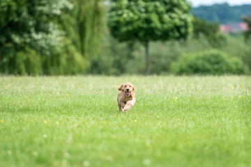 3 month old cocker spaniel playing on a grass field