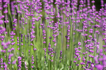 Blossoming lavender field, meadow at sunrise, springs blossoms for bees collecting nectar and pollinating new flowers. Beautiful summer morning or evening purple background.  