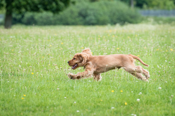 3 month old cocker spaniel playing on a grass field