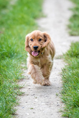 3 month old cocker spaniel playing on a grass field