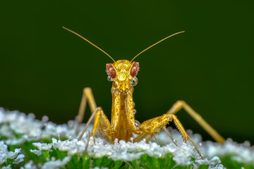 Close up of pair of Beautiful European mantis ( Mantis religiosa )