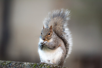 Brown squirrel eating nut closeup fluffy zoom sunny day green grass