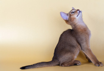 An little male  abyssinian ruddy cat, kitty
