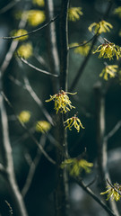 Hamamelis mollis, also known as Chinese witch hazel, a garden plant.
