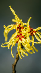 Hamamelis mollis, also known as Chinese witch hazel, a garden plant.