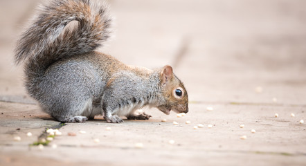 Brown squirrel eating nut closeup fluffy zoom sunny day green grass