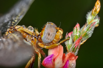 Macro shots, Beautiful nature scene dragonfly. 