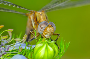 Naklejka premium Macro shots, Beautiful nature scene dragonfly. 