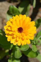 Field marigold