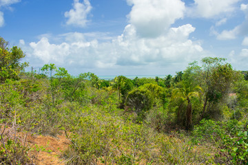 Fototapeta na wymiar Atlantic forest and Atlantic ocean on Itamaraca Island - Pernambuco, Brazil