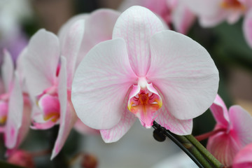 Phalaenopsis orchid Wonder Pink
