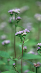 Flowers of Ageratum houstonianum.