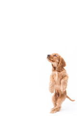 A golden cocker spaniel puppy jumping while isolated on white background
