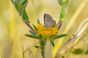 Closeup  beautiful butterflies sitting on flower
