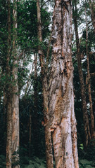 Melaleuca, commonly known as paperbarks, honey-myrtles or tea-trees