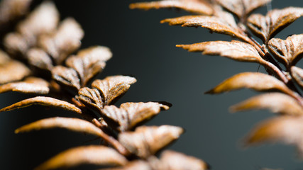 Fototapeta premium Close-up macro photo of dry brown fern leaves isolated against grey background