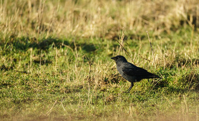 Single Jackdaw (Corvus monedula)