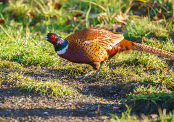 Close up of a male ring necked pheasant (Colchicus phasianus)