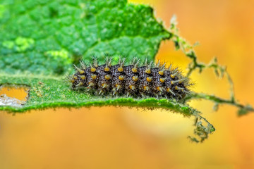 Beautiful   Сaterpillar  - Stock Image