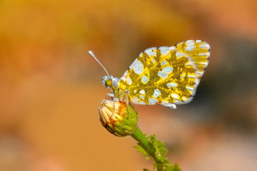 Closeup  beautiful butterflies sitting on flower © blackdiamond67