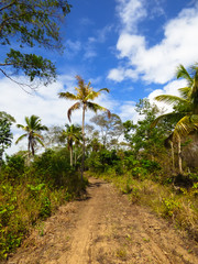 Fototapeta premium Hiking path near Vila Velha on Itamaraca Island - Pernambuco, Brazil
