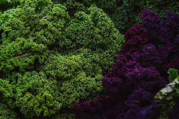 close up on Kale. green and purple  vegetable leaves, healthy eating, vegetarian food.