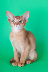 An little abyssinian sorrel cat, kitty
