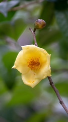 Camellia chrysantha, the golden camellia, is a species of plant in the Theaceae family. It is found in China and Vietnam