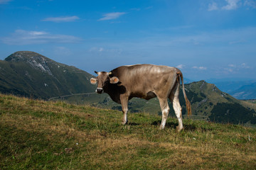 Fototapeta na wymiar cow on a field in the Alps