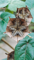 Fruits of Abroma augustum, which's name sometimes written Abroma augusta, Devil's cotton,